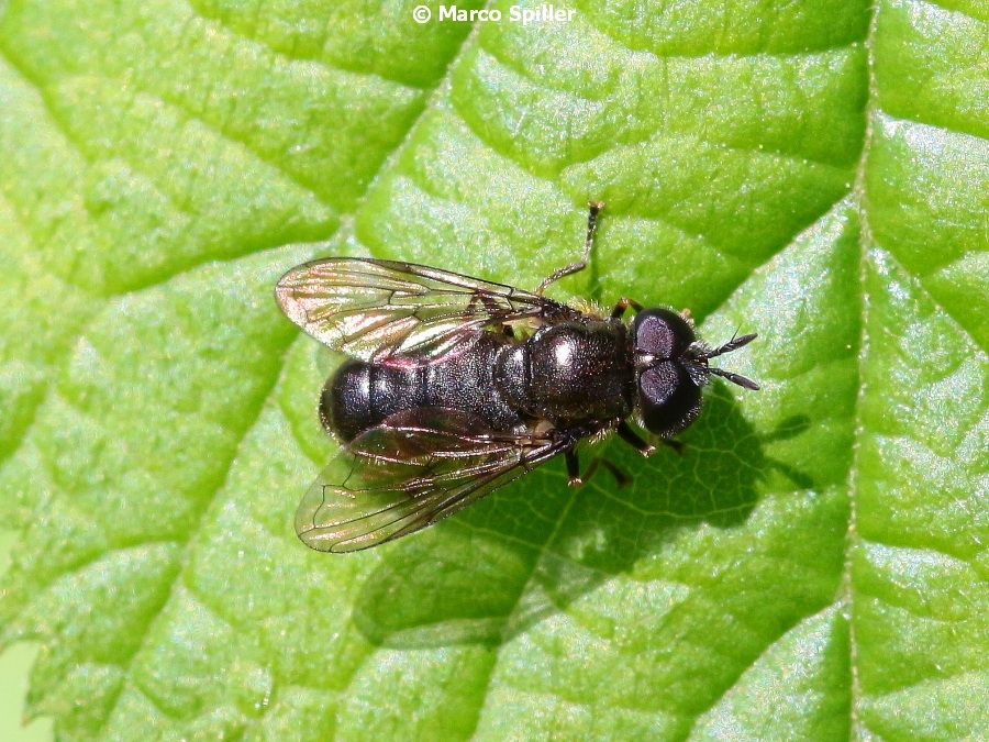 Syrphidae: Pipizella..... No, Heringia heringi